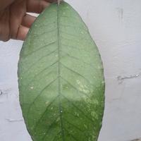 Gambar hoya sp aceh dari mangkrak undefined 2 Tokopedia
