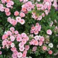 Gambar Tanaman Bunga Baby Rose (Mawar Mini) / Rosa Multiflora Plant dari Rocketfield Plantary undefined 4 Tokopedia