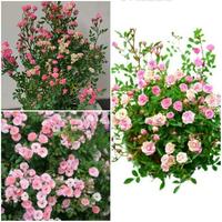 Gambar Tanaman Bunga Baby Rose (Mawar Mini) / Rosa Multiflora Plant dari Rocketfield Plantary undefined 5 Tokopedia