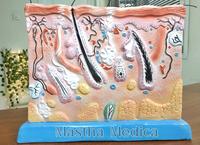 Gambar Manekin Torso Anatomi Model Jaringan Kulit Manusia dari Mastha Medica Jakarta undefined 2 Tokopedia