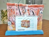 Gambar Manekin Torso Anatomi Model Jaringan Kulit Manusia dari Mastha Medica Jakarta undefined 4 Tokopedia
