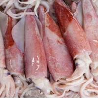 Gambar cumi fresh 1kg 6-10/kg dari IKAN FRESH CANG BUDI undefined 1 Tokopedia