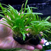 Gambar Sagitaria Subulata Wabikusa | Tanaman Aquarium dari draquatic new undefined 2 Tokopedia