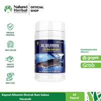 Gambar Kapsul Albumin Ekstrak Ikan Gabus Elbumina Hasana dari NABAWI HERBAL JOGJA undefined 2 Tokopedia