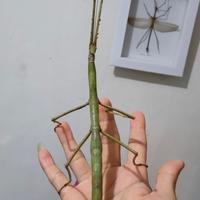 Gambar belalang tongkat raksasa (ANAKAN) Tirachoidea biceps - anakan, normal dari InsectaIndo undefined 4 Tokopedia