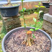 Gambar bahan bonsai anting putri mame dari albyflora undefined 1 Tokopedia
