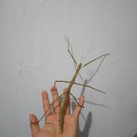 Gambar belalang tongkat raksasa (ANAKAN) Tirachoidea biceps - anakan, normal dari InsectaIndo undefined 5 Tokopedia