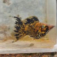 Gambar molly balon calico lyretail dari LEMMOONN undefined 2 Tokopedia