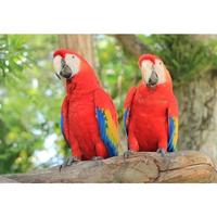 Gambar - Telur Burung Scarlet Macaw Burung Hias Paruh Bengkok Telur Fertil dari tokoindah03 undefined 1 Tokopedia