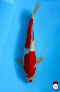 Gambar Jual ikan koi blitar berkualitas Kohaku 2 step original merah strong dari Mangku Koi undefined 1 Tokopedia