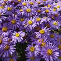 Gambar Biji Benih Bibit Bunga Hias Aster Purple Prairie Tanacetifolia dari Dahlia Farm undefined 3 Tokopedia