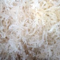 Gambar rumput Laut segar 1kg/rumput laut basah/nori/rumput laut/agar laut - 500g dari Tjmart88 undefined 2 Tokopedia