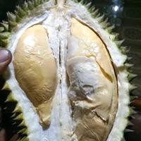 Gambar durian aceh dari Horas Durian medan undefined 3 Tokopedia