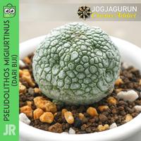 Gambar Pseudolithos Migiurtinus Dari Biji - Jogjagurun dari JOGJAGURUN undefined 2 Tokopedia