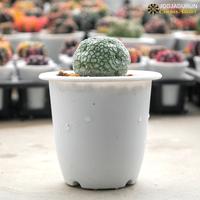 Gambar Pseudolithos Migiurtinus Dari Biji - Jogjagurun dari JOGJAGURUN undefined 3 Tokopedia