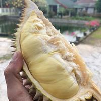 Gambar Durian Medan Utuh dari king buah fresh undefined 1 Tokopedia