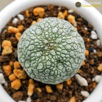 Gambar Pseudolithos Migiurtinus Dari Biji - Jogjagurun dari JOGJAGURUN undefined 1 Tokopedia