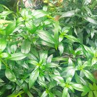 Gambar bibit tanaman herbal sambiloto sambiroto dari Gubuk Papringan undefined 1 Tokopedia