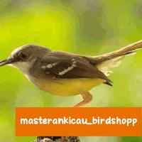 Gambar burung ciblek semi gacor dorr mewah dari masterankicaubirdshopp undefined 3 Tokopedia