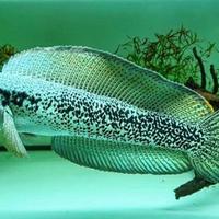 Gambar chana barcaa jw 3_5cm mourah dari erdogan aquatic undefined 1 Tokopedia