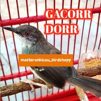 Gambar burung ciblek semi gacor dorr mewah dari masterankicaubirdshopp undefined 1 Tokopedia