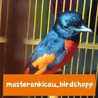 Gambar burung mantenan gunung jantan gacor dorr dari masterankicaubirdshopp undefined 2 Tokopedia