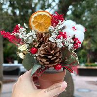 Gambar Bunga Pinus Kering - 1 pc dari Bukit Taj Hal undefined 3 Tokopedia