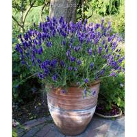 Gambar - lavender prancis import asli , lavandula dentata / france lavender dari Raymon jaya undefined 1 Tokopedia