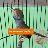 Gambar burung prenjak gacor dorr cakep jinak dari masterankicaubirdshopp undefined 3 Tokopedia