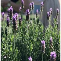 Gambar - lavender prancis import asli , lavandula dentata / france lavender dari Raymon jaya undefined 5 Tokopedia