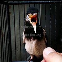 Gambar jalak suren lolohan dari Putra Burung undefined 1 Tokopedia