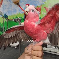 Gambar KAKATUA GALAH aka GALAH COCKATOO jinak dari RAJA PARROT INDONESIA undefined 2 Tokopedia