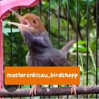 Gambar burung prenjak gacor dorr cakep jinak dari masterankicaubirdshopp undefined 2 Tokopedia