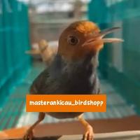 Gambar burung prenjak gacor dorr cakep jinak dari masterankicaubirdshopp undefined 1 Tokopedia