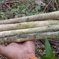Gambar kayu bakar kering api unggun jenis kopi 10 batang dari Listherb undefined 1 Tokopedia