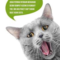 Gambar Paket Rumput Kucing Cat Grass Wheatgrass Rumput Benih Gandum FEFARM dari FEFARM_NEW undefined 2 Tokopedia