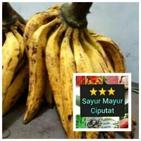 Gambar pisang tanduk 1 sisir dari Bintang sayur mayur ciputat undefined 1 Tokopedia
