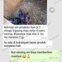 Gambar JANGKRIK VIT BREEDING JK PAKAN KHUSUS JANGKRIK BREEDING HARIAN LOMBA dari DF Shama undefined 4 Tokopedia