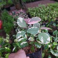 Gambar tanaman hias ratiping // pretty pink dari puspa florista undefined 2 Tokopedia