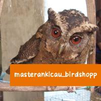 Gambar burung Burhan hantu owl jinak lalat dari masterankicaubirdshopp undefined 2 Tokopedia