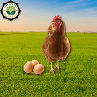 Gambar Pakan ayam petelur 324-2 isi 3kg dari Tokorayatani undefined 1 Tokopedia