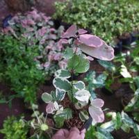 Gambar tanaman hias ratiping // pretty pink dari puspa florista undefined 3 Tokopedia