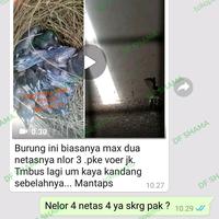Gambar JANGKRIK VIT BREEDING JK PAKAN KHUSUS JANGKRIK BREEDING HARIAN LOMBA dari DF Shama undefined 5 Tokopedia