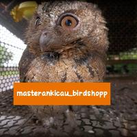 Gambar burung Burhan hantu owl jinak lalat dari masterankicaubirdshopp undefined 3 Tokopedia