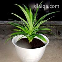 Gambar Bibit tanaman Pandan wangi dalam pot cantik - Tanaman dalam pot cantik dari Argo Bibit Sejahtera undefined 2 Tokopedia