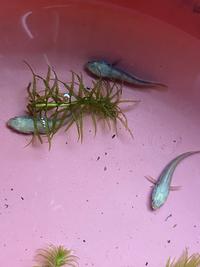 Gambar Channa Red barito 4-5 cm dari Aquacare undefined 1 Tokopedia