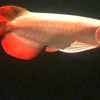 Gambar ikan arwana super red dari Boby Arwana99 undefined 5 Tokopedia