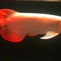 Gambar ikan arwana super red dari Boby Arwana99 undefined 2 Tokopedia