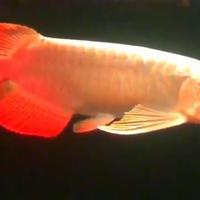 Gambar ikan arwana super red dari Boby Arwana99 undefined 4 Tokopedia