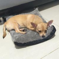 Gambar anjing chihuahua jantan dari Love pets petshop jogja undefined 1 Tokopedia